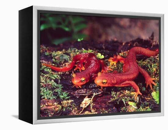 California Newt, Native to California, USA-David Northcott-Framed Premier Image Canvas