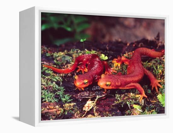 California Newt, Native to California, USA-David Northcott-Framed Premier Image Canvas