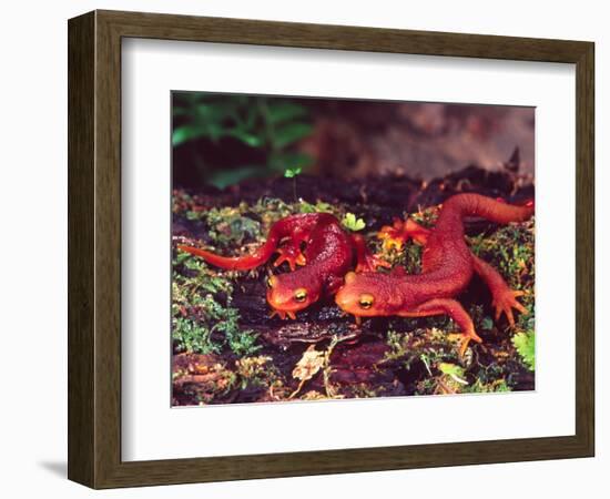 California Newt, Native to California, USA-David Northcott-Framed Photographic Print