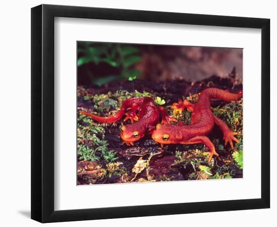 California Newt, Native to California, USA-David Northcott-Framed Photographic Print