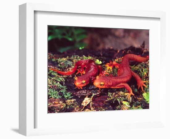 California Newt, Native to California, USA-David Northcott-Framed Photographic Print