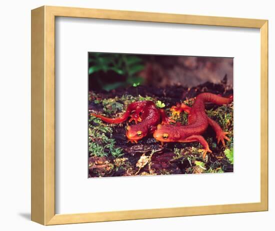 California Newt, Native to California, USA-David Northcott-Framed Photographic Print