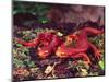 California Newt, Native to California, USA-David Northcott-Mounted Photographic Print