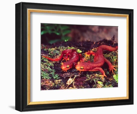 California Newt, Native to California, USA-David Northcott-Framed Photographic Print