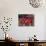 California Newt, Native to California, USA-David Northcott-Photographic Print displayed on a wall
