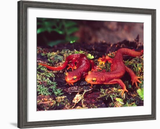 California Newt, Native to California, USA-David Northcott-Framed Photographic Print