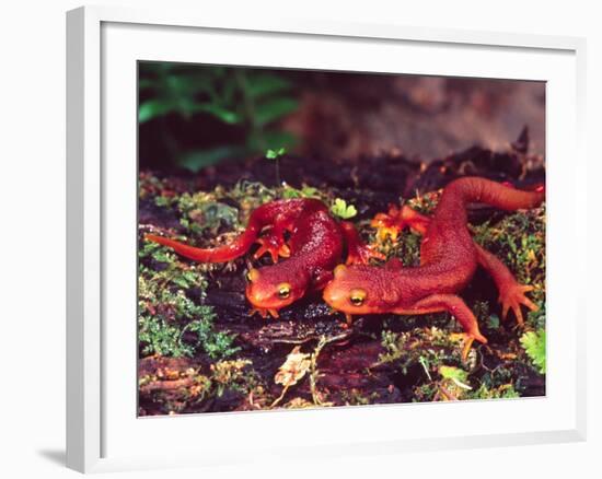 California Newt, Native to California, USA-David Northcott-Framed Photographic Print