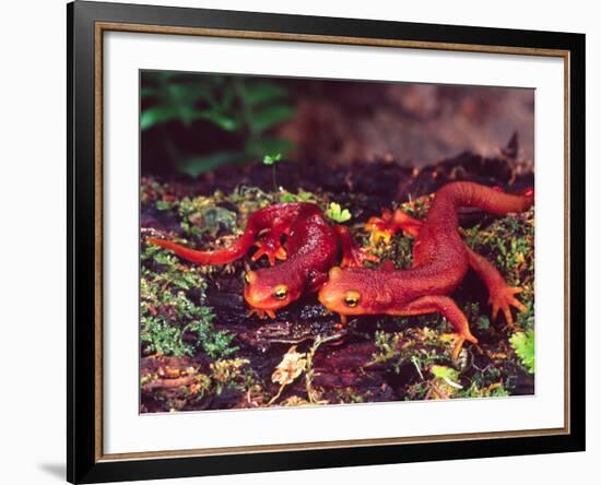 California Newt, Native to California, USA-David Northcott-Framed Photographic Print