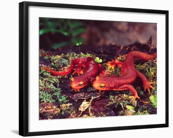 California Newt, Native to California, USA-David Northcott-Framed Photographic Print