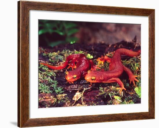 California Newt, Native to California, USA-David Northcott-Framed Photographic Print