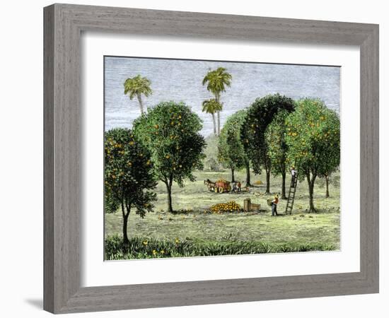 California Orange Grove, 1890s-null-Framed Giclee Print