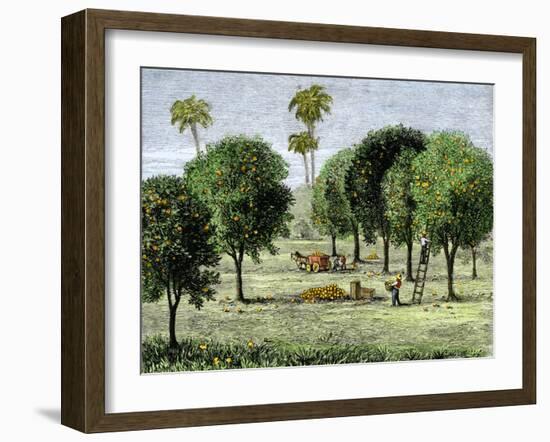 California Orange Grove, 1890s-null-Framed Giclee Print