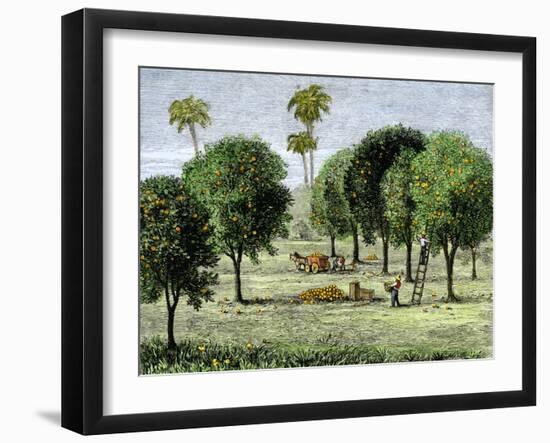 California Orange Grove, 1890s-null-Framed Giclee Print