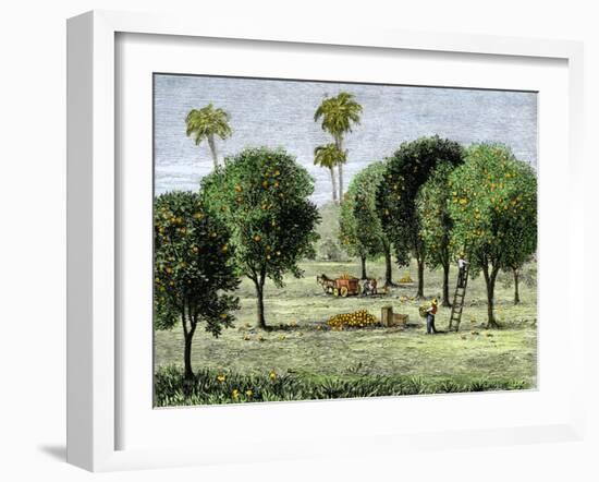 California Orange Grove, 1890s-null-Framed Giclee Print