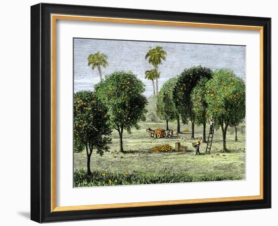 California Orange Grove, 1890s-null-Framed Giclee Print