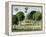 California Orange Grove, 1890s-null-Framed Premier Image Canvas