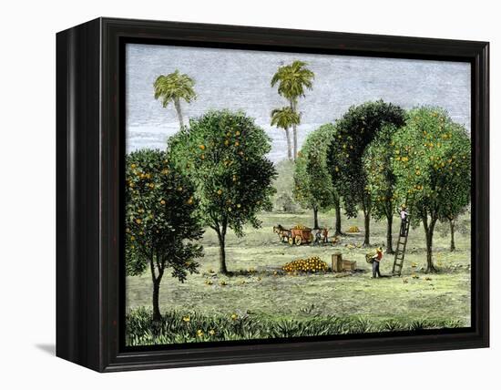 California Orange Grove, 1890s-null-Framed Premier Image Canvas