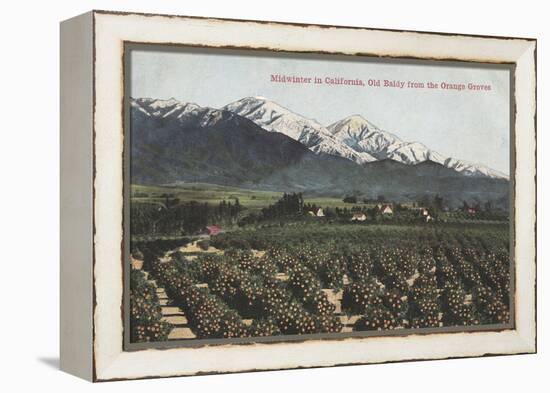 California - Orange Groves with Old Baldy Mt in Distance-Lantern Press-Framed Stretched Canvas