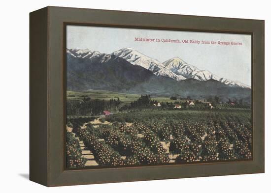 California - Orange Groves with Old Baldy Mt in Distance-Lantern Press-Framed Stretched Canvas