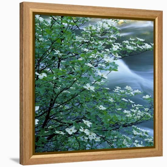 California, Pacific Dogwood, Flowers Blooming on a Tree-null-Framed Premier Image Canvas