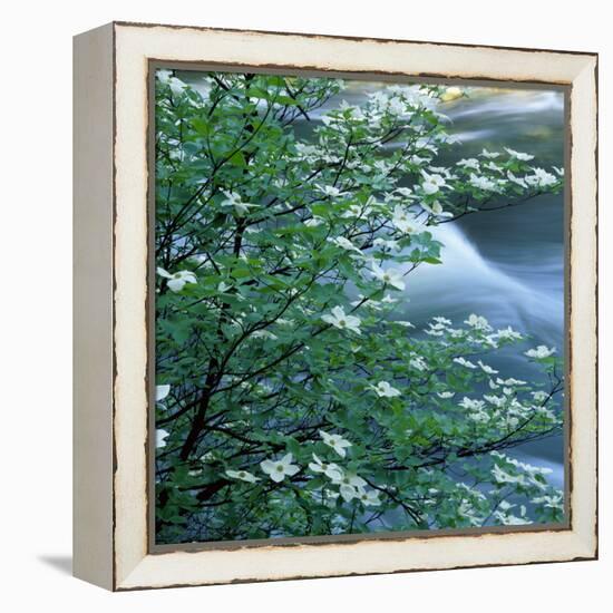 California, Pacific Dogwood, Flowers Blooming on a Tree-null-Framed Premier Image Canvas