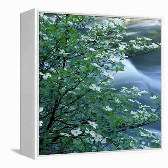 California, Pacific Dogwood, Flowers Blooming on a Tree-null-Framed Premier Image Canvas