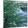California, Pacific Dogwood, Flowers Blooming on a Tree-null-Mounted Photographic Print