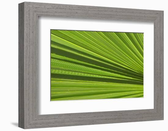 California, Palm Springs, Indian Canyons. California Fan Palm Frond-Kevin Oke-Framed Photographic Print