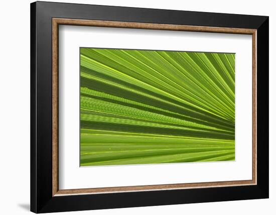 California, Palm Springs, Indian Canyons. California Fan Palm Frond-Kevin Oke-Framed Photographic Print