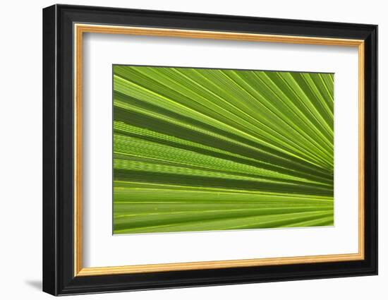 California, Palm Springs, Indian Canyons. California Fan Palm Frond-Kevin Oke-Framed Photographic Print