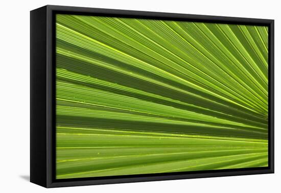 California, Palm Springs, Indian Canyons. California Fan Palm Frond-Kevin Oke-Framed Premier Image Canvas