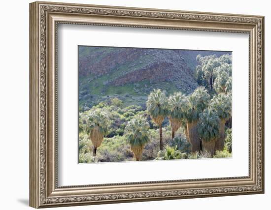 California, Palm Springs, Indian Canyons. California Fan Palm Oasis-Kevin Oke-Framed Photographic Print