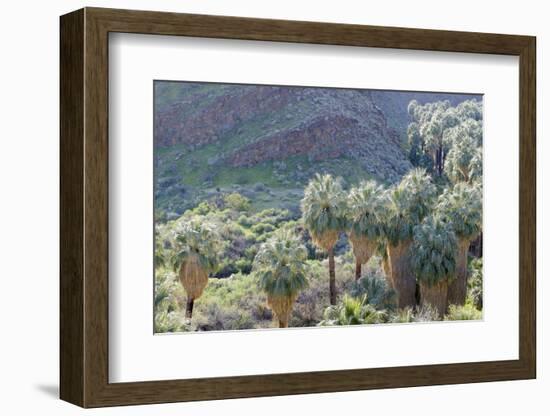 California, Palm Springs, Indian Canyons. California Fan Palm Oasis-Kevin Oke-Framed Photographic Print