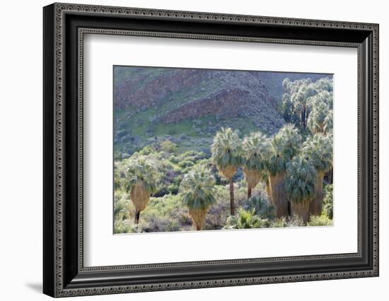 California, Palm Springs, Indian Canyons. California Fan Palm Oasis-Kevin Oke-Framed Photographic Print