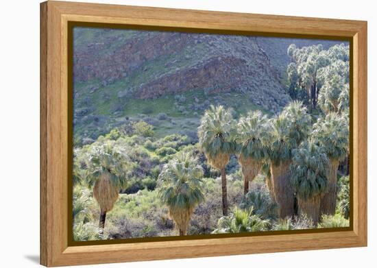 California, Palm Springs, Indian Canyons. California Fan Palm Oasis-Kevin Oke-Framed Premier Image Canvas