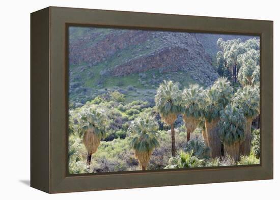 California, Palm Springs, Indian Canyons. California Fan Palm Oasis-Kevin Oke-Framed Premier Image Canvas