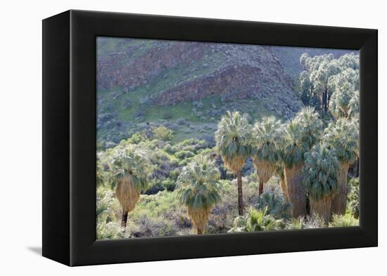 California, Palm Springs, Indian Canyons. California Fan Palm Oasis-Kevin Oke-Framed Premier Image Canvas