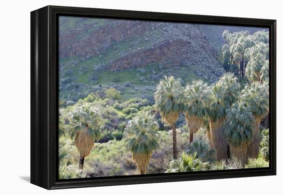 California, Palm Springs, Indian Canyons. California Fan Palm Oasis-Kevin Oke-Framed Premier Image Canvas