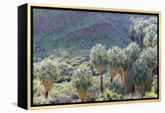 California, Palm Springs, Indian Canyons. California Fan Palm Oasis-Kevin Oke-Framed Premier Image Canvas