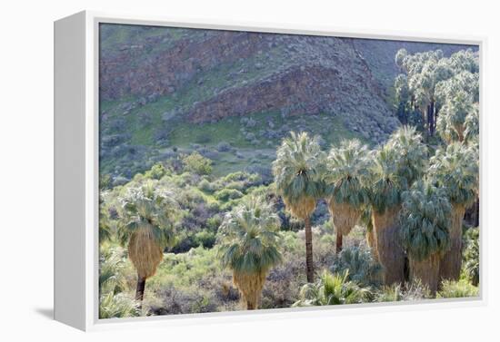 California, Palm Springs, Indian Canyons. California Fan Palm Oasis-Kevin Oke-Framed Premier Image Canvas