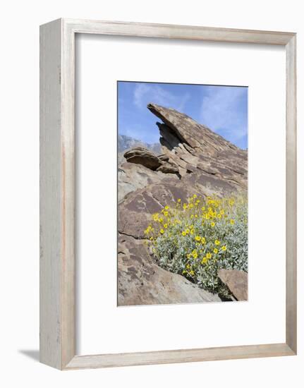 California, Palm Springs, Indian Canyons. Desert Marigold-Kevin Oke-Framed Photographic Print