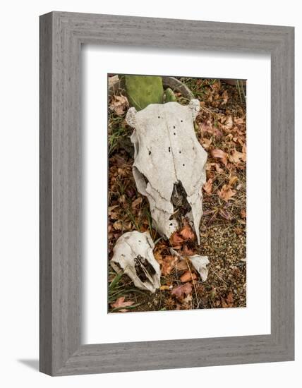 California, Paradise Road, Paradise Cafe, 2 Skulls in the Garden-Alison Jones-Framed Photographic Print