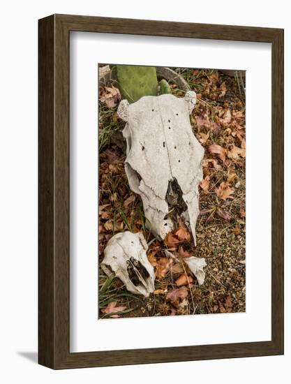 California, Paradise Road, Paradise Cafe, 2 Skulls in the Garden-Alison Jones-Framed Photographic Print