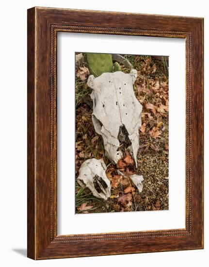 California, Paradise Road, Paradise Cafe, 2 Skulls in the Garden-Alison Jones-Framed Photographic Print