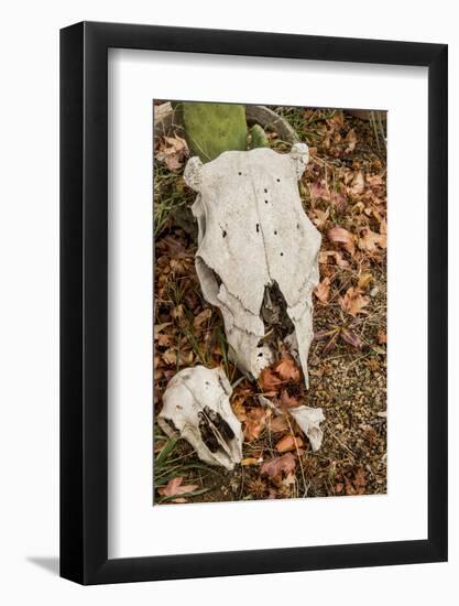 California, Paradise Road, Paradise Cafe, 2 Skulls in the Garden-Alison Jones-Framed Photographic Print