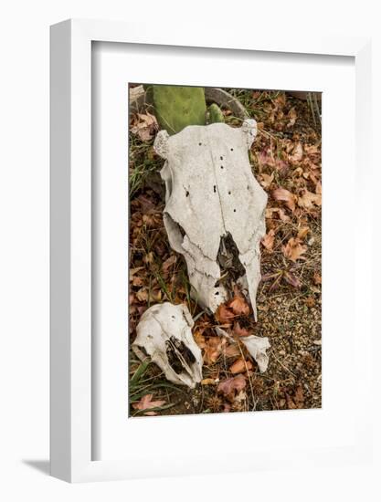 California, Paradise Road, Paradise Cafe, 2 Skulls in the Garden-Alison Jones-Framed Photographic Print