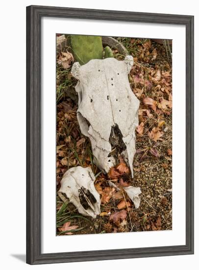 California, Paradise Road, Paradise Cafe, 2 Skulls in the Garden-Alison Jones-Framed Photographic Print