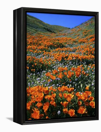 California Poppies and Globe Gilia, Tehachapi Mountains, California, USA-Charles Gurche-Framed Premier Image Canvas