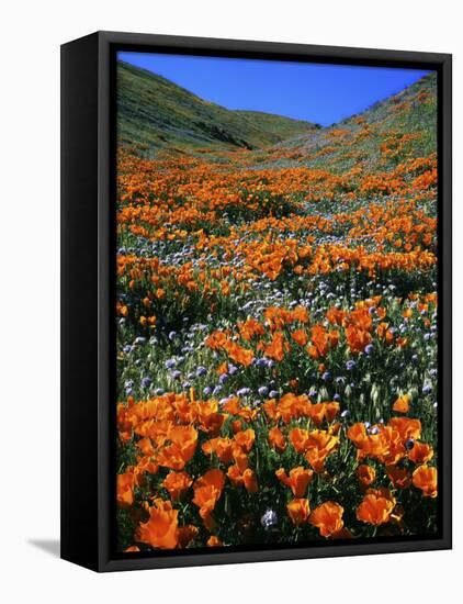 California Poppies and Globe Gilia, Tehachapi Mountains, California, USA-Charles Gurche-Framed Premier Image Canvas