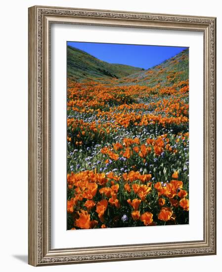California Poppies and Globe Gilia, Tehachapi Mountains, California, USA-Charles Gurche-Framed Photographic Print